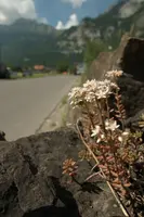 Alpine Stonecrop on Roadside Wall, wild, wall, saxifrage, white, flower, stonecrop, spring, switzerland