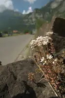 Alpine Stonecrop on Roadside Wall, wild, wall, saxifrage, white, flower, stonecrop, spring, switzerland