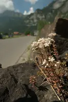 Alpine Stonecrop on Roadside Wall, wild, wall, saxifrage, white, flower, stonecrop, spring, switzerland