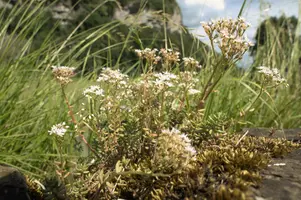 Alpine Stonecrop on Wall, wild, wall, saxifrage, white, flower, stonecrop, spring, switzerland