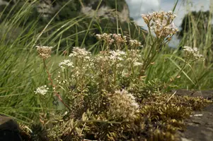 Alpine Stonecrop on Wall, wild, wall, saxifrage, white, flower, stonecrop, spring, switzerland