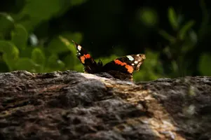 dsc_266434.jpg