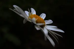 dsc_266439.jpg