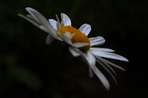 dsc_266440.jpg