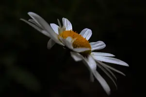 dsc_266441.jpg