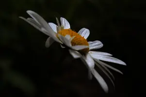 dsc_266442.jpg