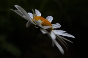 dsc_266443.jpg