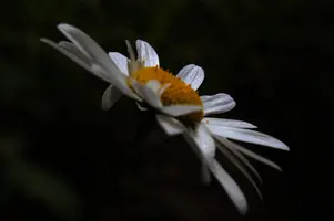 dsc_266444.jpg