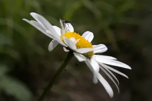 dsc_266445.jpg