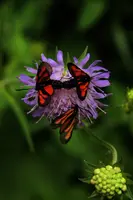 dsc_266460.jpg