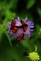 dsc_266461.jpg