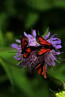 dsc_266463.jpg