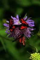 dsc_266464.jpg