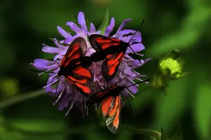 dsc_266469.jpg