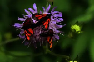 dsc_266473.jpg