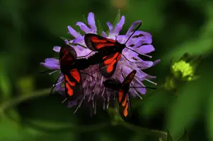dsc_266475.jpg