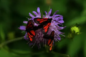 dsc_266476.jpg