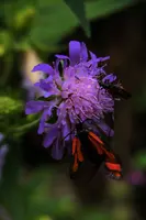 dsc_266493.jpg