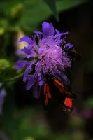 dsc_266494.jpg