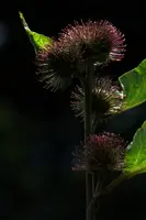 dsc_266524.jpg