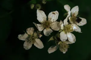 dsc_266535.jpg