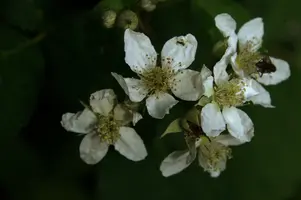 dsc_266536.jpg