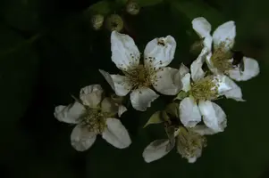 dsc_266537.jpg
