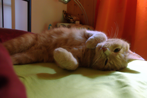 dsc_9498.jpg