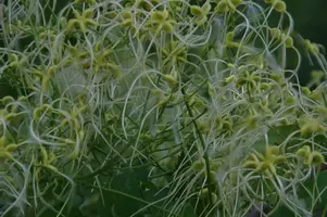 Alfalfa, seedlings, alfalfa, roots, salad, edible, plant, growth