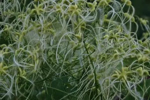 Alfalfa, seedlins, alfalfa, roots, salad, edible, plant, growth