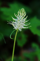 dsc_9657.jpg