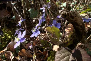Anemone hepatica, switzerland, sankt, gallen, walenstadt, berschis, liverwort, kidneyword, anemone, hepatic, flower, woodland, blue, stamens, white