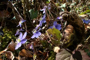 Anemone hepatica, switzerland, sankt, gallen, walenstadt, berschis, liverwort, kidneyword, anemone, hepatic, flower, woodland, blue, stamens, white