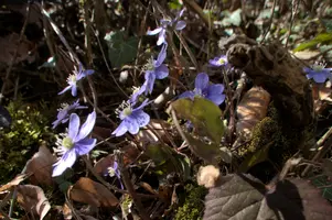Anemone hepatica, switzerland, sankt, gallen, walenstadt, berschis, liverwort, kidneyword, anemone, hepatic, flower, woodland, blue, stamens, white