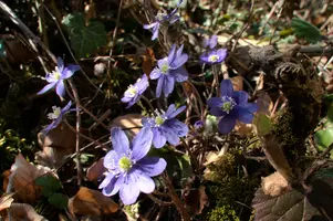Anemone hepatica, switzerland, sankt, gallen, walenstadt, berschis, liverwort, kidneyword, anemone, hepatic, flower, woodland, blue, stamens, white
