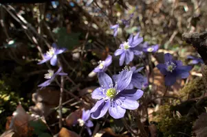 Anemone hepatica, switzerland, sankt, gallen, walenstadt, berschis, liverwort, kidneyword, anemone, hepatic, flower, woodland, blue, stamens, white