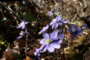 Anemone hepatica, switzerland, sankt, gallen, walenstadt, berschis, liverwort, kidneyword, anemone, hepatic, flower, woodland, blue, stamens, white