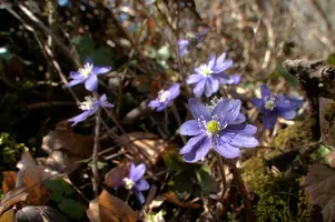 Anemone hepatica, switzerland, sankt, gallen, walenstadt, berschis, liverwort, kidneyword, anemone, hepatic, flower, woodland, blue, stamens, white