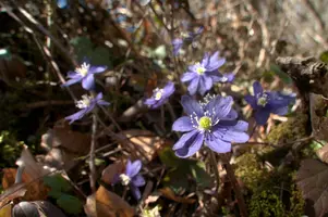 Anemone hepatica, switzerland, sankt, gallen, walenstadt, berschis, liverwort, kidneyword, anemone, hepatic, flower, woodland, blue, stamens, white
