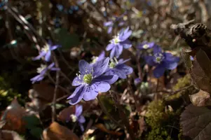Anemone hepatica, switzerland, sankt, gallen, walenstadt, berschis, liverwort, kidneyword, anemone, hepatic, flower, woodland, blue, stamens, white