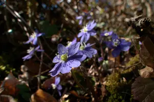 Anemone hepatica, switzerland, sankt, gallen, walenstadt, berschis, liverwort, kidneyword, anemone, hepatic, flower, woodland, blue, stamens, white
