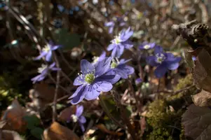 Anemone hepatica, switzerland, sankt, gallen, walenstadt, berschis, liverwort, kidneyword, anemone, hepatic, flower, woodland, blue, stamens, white