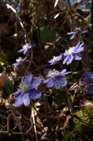 Anemone hepatica, switzerland, sankt, gallen, walenstadt, berschis, liverwort, kidneyword, anemone, hepatic, flower, woodland, blue, stamens, white
