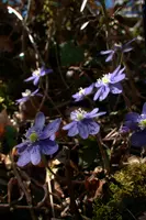 Anemone hepatica, switzerland, sankt, gallen, walenstadt, berschis, liverwort, kidneyword, anemone, hepatic, flower, woodland, blue, stamens, white