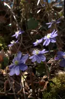 Anemone hepatica, switzerland, sankt, gallen, walenstadt, berschis, plant, flower, liverwort, kidneywort, anemone, hepatica, blue, stamens, white