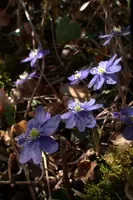 Anemone hepatica, switzerland, sankt, gallen, walenstadt, berschis, liverwort, kidneyword, anemone, hepatic, flower, woodland, blue, stamens, white