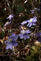 Anemone hepatica, switzerland, sankt, gallen, walenstadt, berschis, liverwort, kidneyword, anemone, hepatic, flower, woodland, blue, stamens, white
