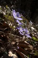 Anemone hepatica, switzerland, sankt, gallen, walenstadt, berschis, plant, flower, liverwort, kidneywort, anemone, hepatica, blue, stamens, white