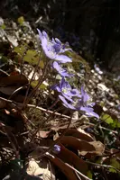 Anemone hepatica, switzerland, sankt, gallen, walenstadt, berschis, liverwort, kidneyword, anemone, hepatic, flower, woodland, blue, stamens, white