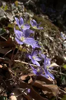 Anemone hepatica, switzerland, sankt, gallen, walenstadt, berschis, plant, flower, liverwort, kidneywort, anemone, hepatica, blue, stamens, white
